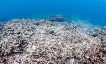 Ocean acidification is yet another effect of climate change that's killing the world's coral reefs.