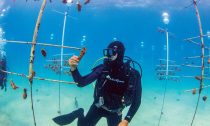 An ecologist with the Mote Marine Laboratory and Aquarium tends to coral in a reef restoration area, or nursery, in the Florida Keys.