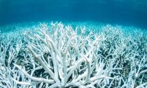 Bleached coral on Australia's Great Barrier Reef near Port Douglas in February 2017.