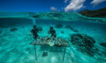 In Moorea, French Polynesia, the nonprofit group Coral Gardeners tends broken pieces of coral on a nursery table