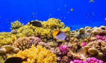 Red Sea Coral Reef with abundant fish