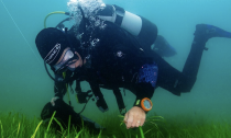 Diver planting seagrass beds