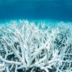 Marine heatwave threatening coral reefs off WA coast