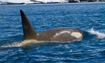 This killer whale in the Antarctic Islands shows the yellowish discoloration caused by a layer of diatoms.