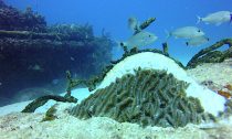 Signs of stony coral tissue loss disease on symmetrical brain coral (Pseudodiploria strigosa)