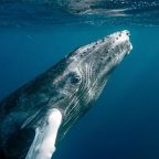 Preventing Whale Collisions With Vessels