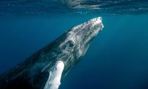 Humpback whale near surface of the ocean