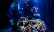 Solomon Islands Reef viewed by diver