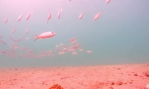 A school of silver tomate grunts, as seen one recent afternoon.