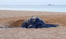 Leatherback turtle lays eggs on Phuket's Nai Thon Beach