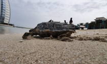 Hawksbill turtle is released back into the ocean