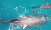 Whale and calf in UH Manoa Marine Mammal Research Programme