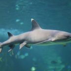 Hawaii conservation groups file white-tip shark lawsuit
