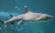 White tip reef shark (Triaendodonobesus)