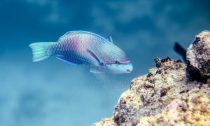 A Scarus globiceps scraping algae off a reef. Credit: Victor Huertas.