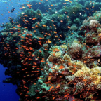 Can Red Sea coral show us how to save the world’s reefs?