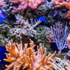 NASA is asking gamers and citizen scientists to help map the world’s corals