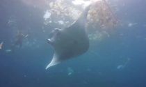 Microplastics in the ocean with a Manta Ray