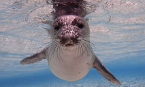 A young monk seal underwater in the Northwest Hawaiian Islands