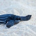 Greatest number of leatherback sea turtles nest on Thailand's beaches