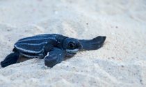 Leatherback turtle hatchling makes it way to the sea