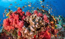 The coral reefs around Fiji cover 3,800 square miles and face threats from climate change, overfishing, and pollution.