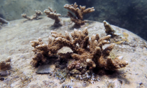 Coral growing after being transplanted