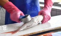 A worker prepares a fish for sale. Some endangered fish species caught in Australian waters are being sold in shop and fish markets. Photograph: Joel Carrett/AAP