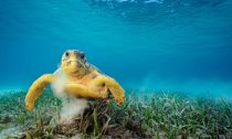 A loggerhead turtle grazes on sea grass. In stirring up the sea floor, the animals can pick up tens of thousands of tiny hitchhikers—small animals such as nematodes, crustaceans, and hydroids.