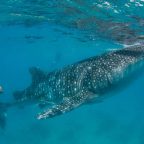 Ecotourism transforms attitudes to marine conservation