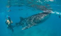 Tourists diving with whale shark at Oslob, Philippines. Credit: LAMAVE