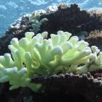 Coral bleaching occurs when water is too warm, causing corals to expel the algae living in their tissues and turn completely white -- often killing the cora