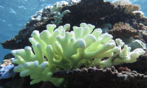 Coral bleaching occurs when water is too warm, causing corals to expel the algae living in their tissues and turn completely white -- often killing the cora
