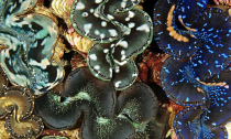 A pristine reef community with an extraordinary abundance of giant clams,Tridacna maxima, living on a patch reef in the lagoon of Kingman Reef.