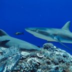 Reef sharks are in major decline worldwide