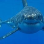 I’m a shark expert who comes face-to-face with 20-foot great whites