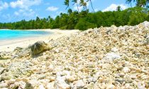 Dead coral lying on a tropical beach