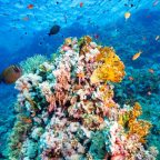 "Coral Extinction is Possible by the End of the 21st Century"