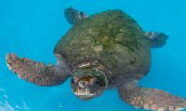 The loggerhead sea turtles were found in the same area as a number of dead sea lions earlier this month