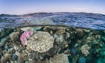 A unique stress experiment aligned deoxygenation stress to the natural night-day cycle of common reef-building corals from The Great Barrier Reef. Credit: Morgan Bennett-Smith