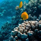 How travellers can help restore coral reefs