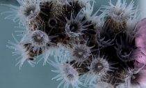 Epizoanthus martinsae lives on black corals at depths of almost 400m