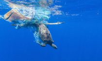 Discarded fishing nets, or ‘ghost nets’ can entangle animals like turtles.