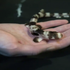 Baby sharks emerge earlier and weaker in oceans warmed by climate crisis