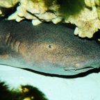 Southern Africa's most endangered shark just extended its range by 2,000 kilometers