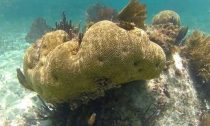 Coral reef off Cancun, Mexico