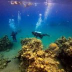 Red Sea coral reefs 'under threat' from Israel-UAE oil deal