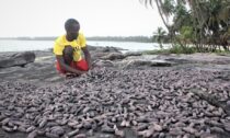 Abdoulaye Mansaray learnt about the business while processing sea cucumbers in Sierra Leone