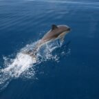 Common dolphin populations at risk