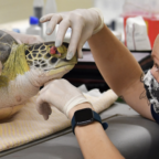Turtles stranded on Florida beaches with mystery illness